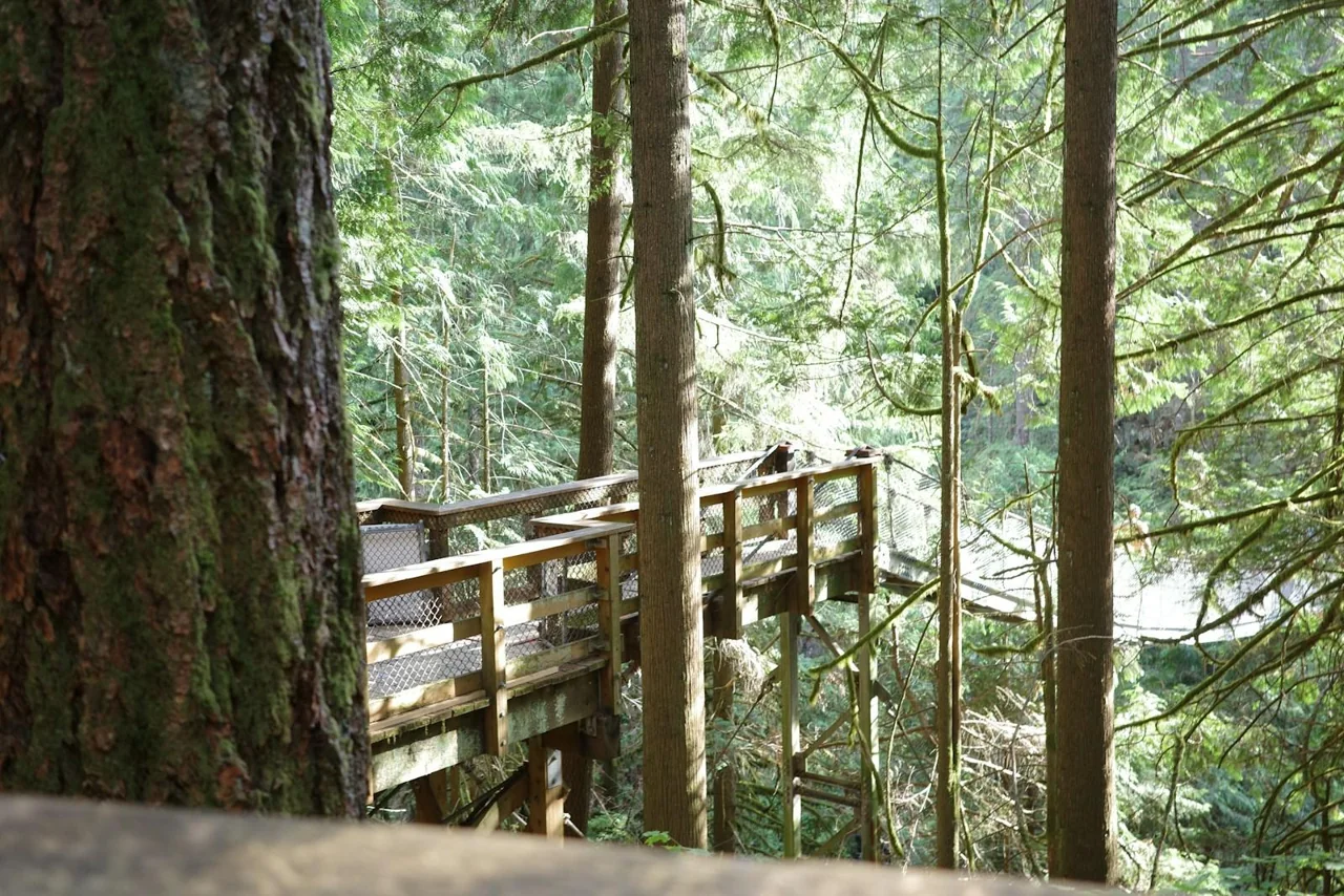 Une passerelle en bois relie les arbres dans une forêt lumineuse