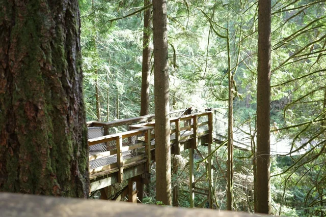Passerelle en bois dans une forêt, photographie d’Emily Chek